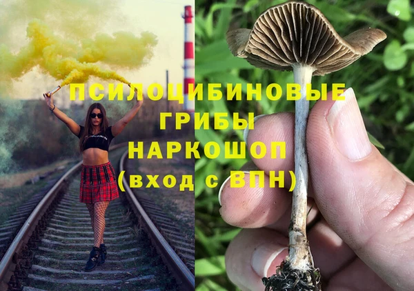 сатива Тайга